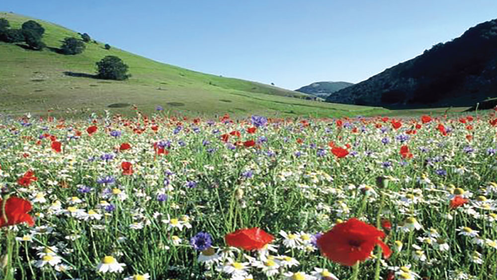 Flores del campo